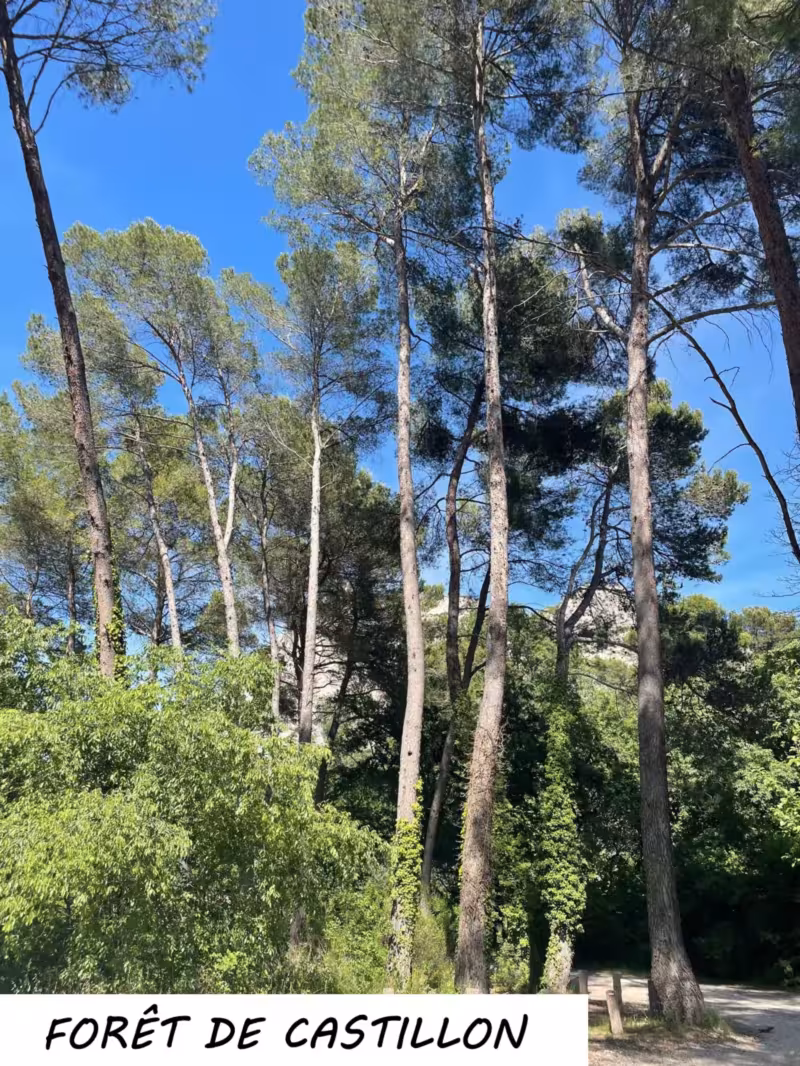 Sophro-balade forêt de Castillon